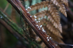 Mycena albidocapillaris