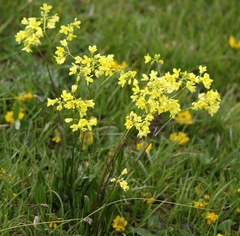 Biscutella laevigata