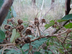 Rubus leucostachys
