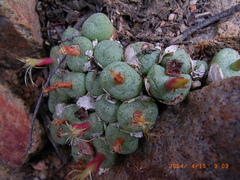 Conophytum truncatum