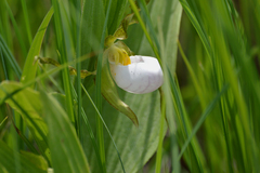 Cypripedium candidum