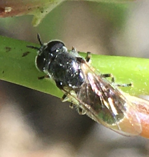 Trichopsomyia flavitarsis