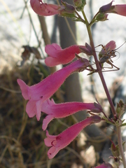 Penstemon parryi