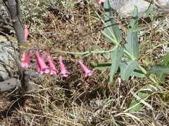 Penstemon parryi