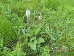 Plantago maxima