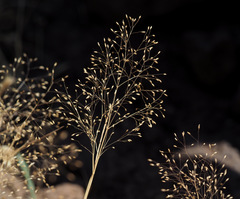 Antinoria insularis