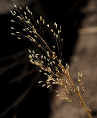Antinoria insularis