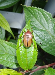 Cosmiomorpha similis