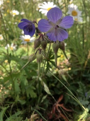 Geranium