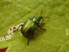 Byctiscus populi