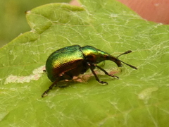 Byctiscus populi