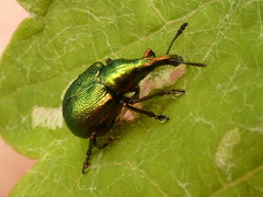 Byctiscus populi