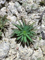 Dawsonia longiseta
