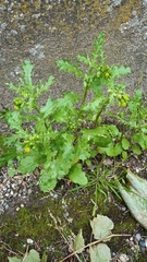 Senecio vulgaris