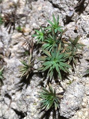 Dawsonia longiseta