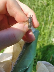 Hybomitra bimaculata