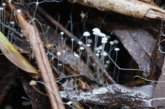 Mycena maldea