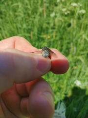 Hybomitra bimaculata