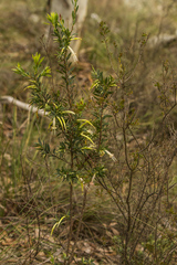 Styphelia triflora