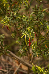 Styphelia triflora