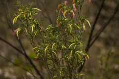 Styphelia triflora