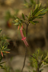 Styphelia triflora