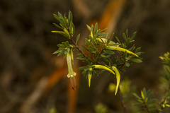 Styphelia triflora