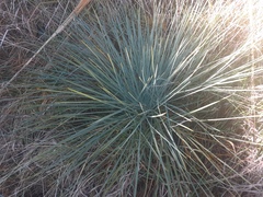 Aciphylla glaucescens