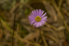 Brachyscome spathulata