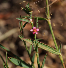 Polygonum setosum