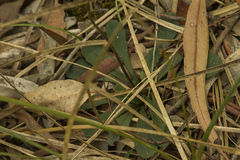 Brachyscome spathulata