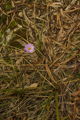 Brachyscome spathulata