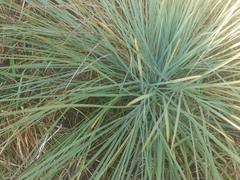 Aciphylla glaucescens