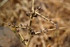 Lepidium sativum