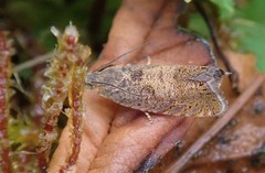 Dichrorampha acuminatana