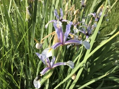 Iris pseudonotha