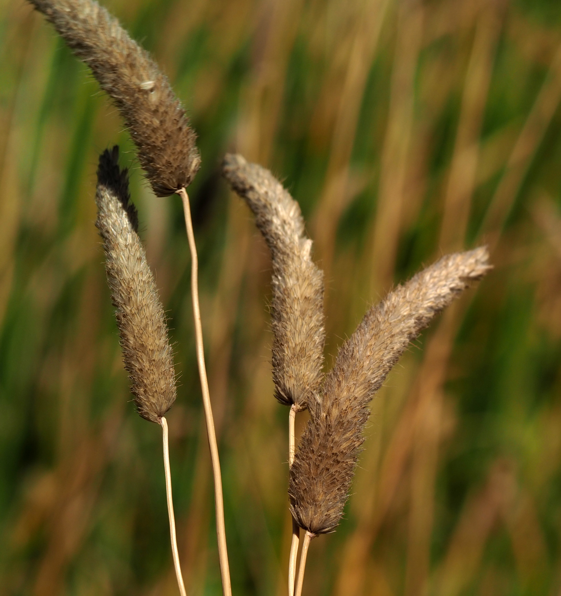 Creeping Foxtail (Alopecurus arundinaceus) · iNaturalist