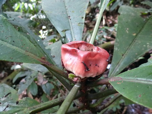Psychotria rubriceps
