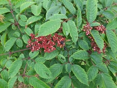 Delta pyriforme circinale