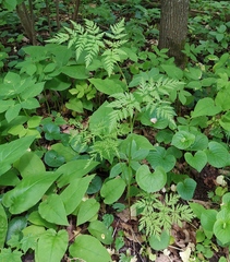 Conioselinum tataricum