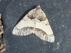 Frederickia hypaethrata