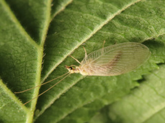 Hemerobius marginatus