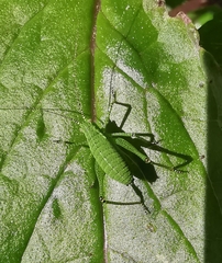 Leptophyes punctatissima