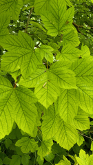 Acer pseudoplatanus