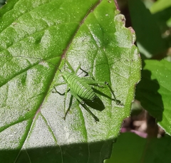 Leptophyes punctatissima