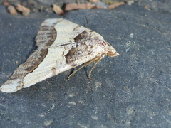 Frederickia hypaethrata