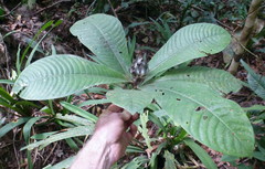 Psychotria micheliae