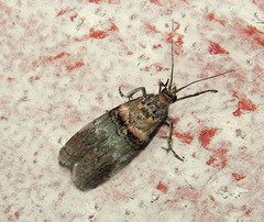 Trachonitis cristella