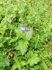 Veronica chamaedrys