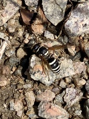 Ancistrocerus waldenii